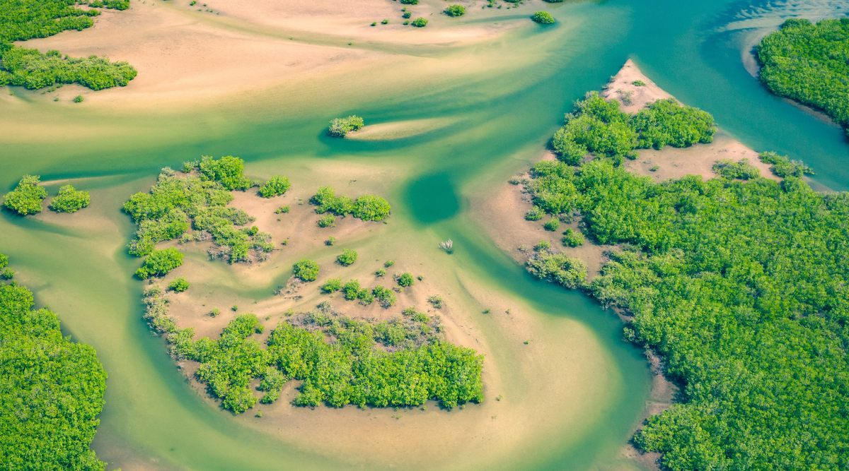 Marvelous Mangroves! A DIY Family Adventure into the Wildest Coastal Forests