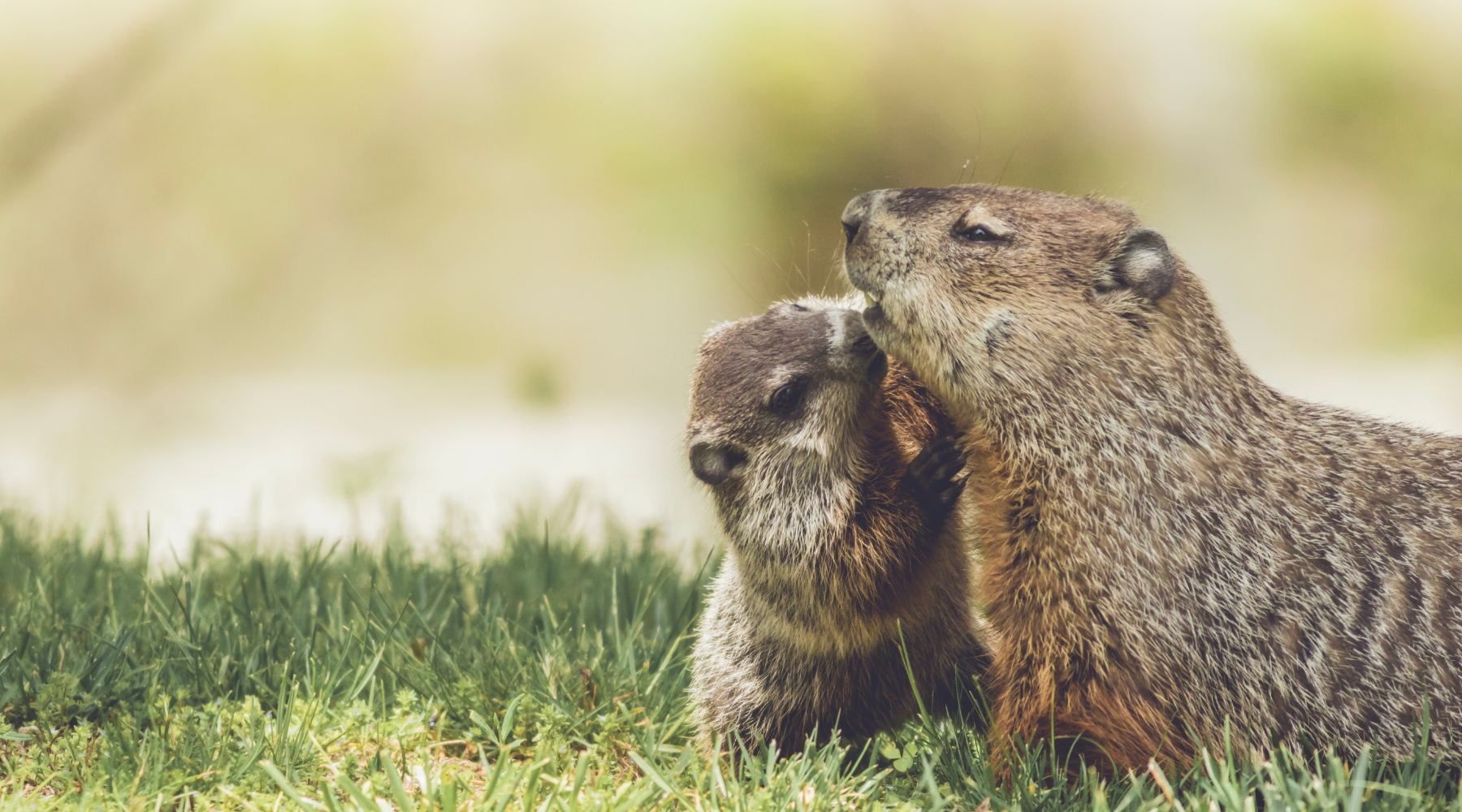 Wild Adventures of Groundhogs: Nature's Little Engineers
