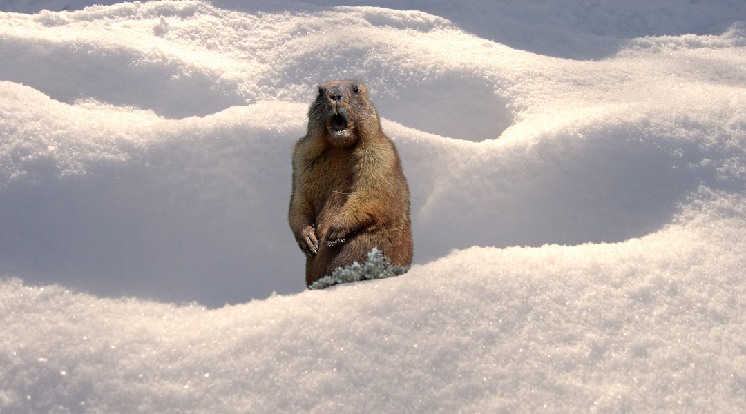 Beyond the Shadow: The Science of Groundhog Day