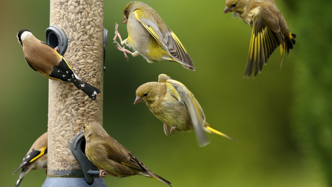 Exploring North American Birds: A Fun Guide for Kids 6-12