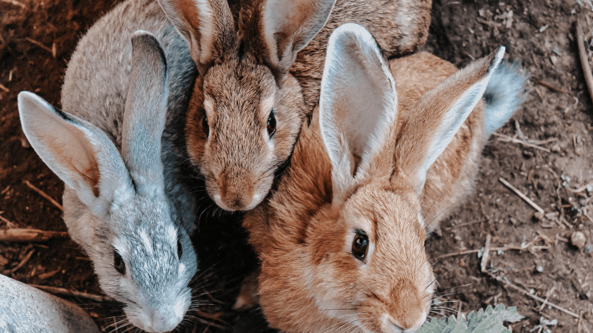 The Difference Between Rabbits & Hares - Wild | Life Outdoor Adventures