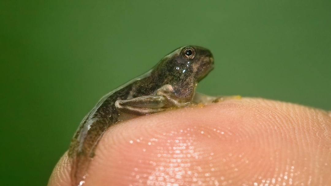 Father's Day Fun: Leap into this Tadpole-Raising Adventure! - Wild | Life Outdoor Adventures