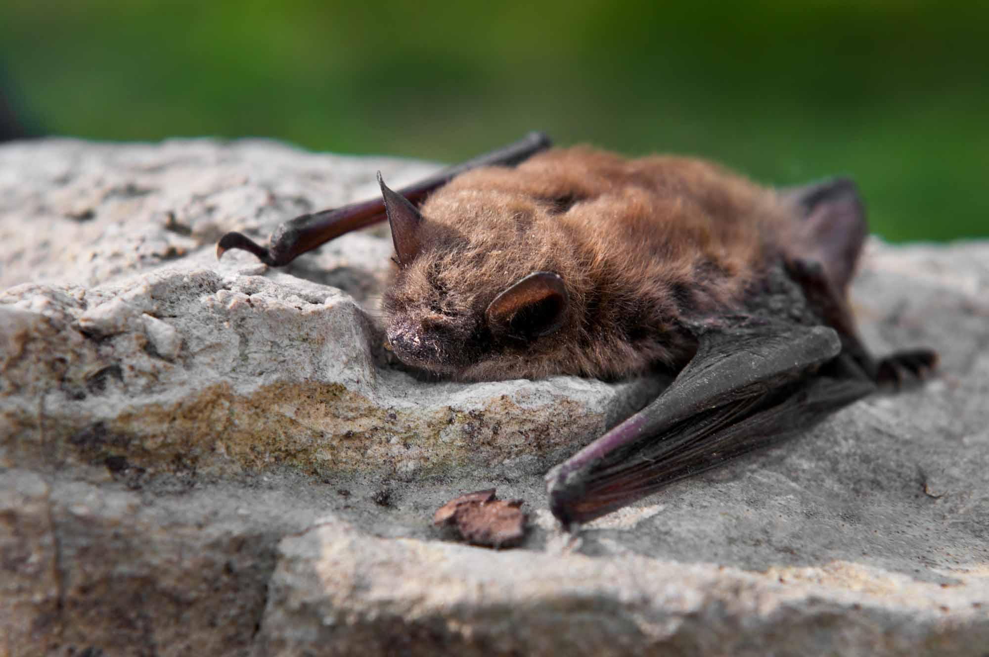Bats Aren't So Scary! - Wild | Life Outdoor Adventures
