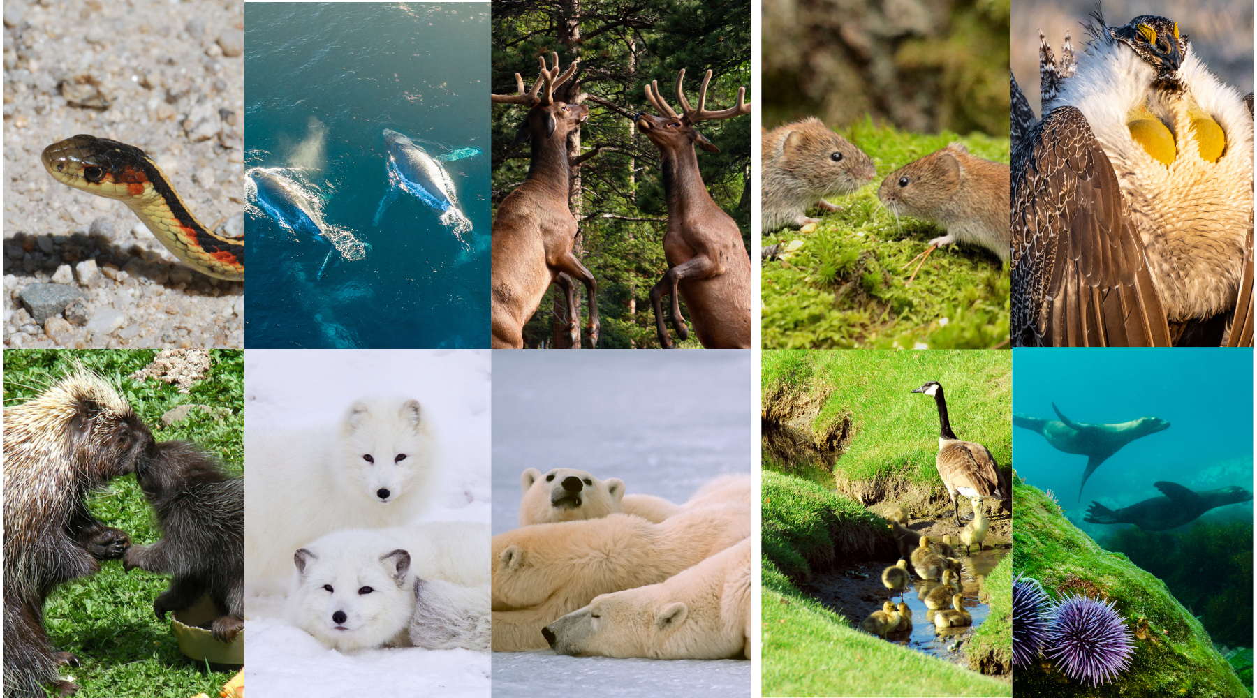 Love is WILD! The Wackiest Animal Mating Rituals of North America