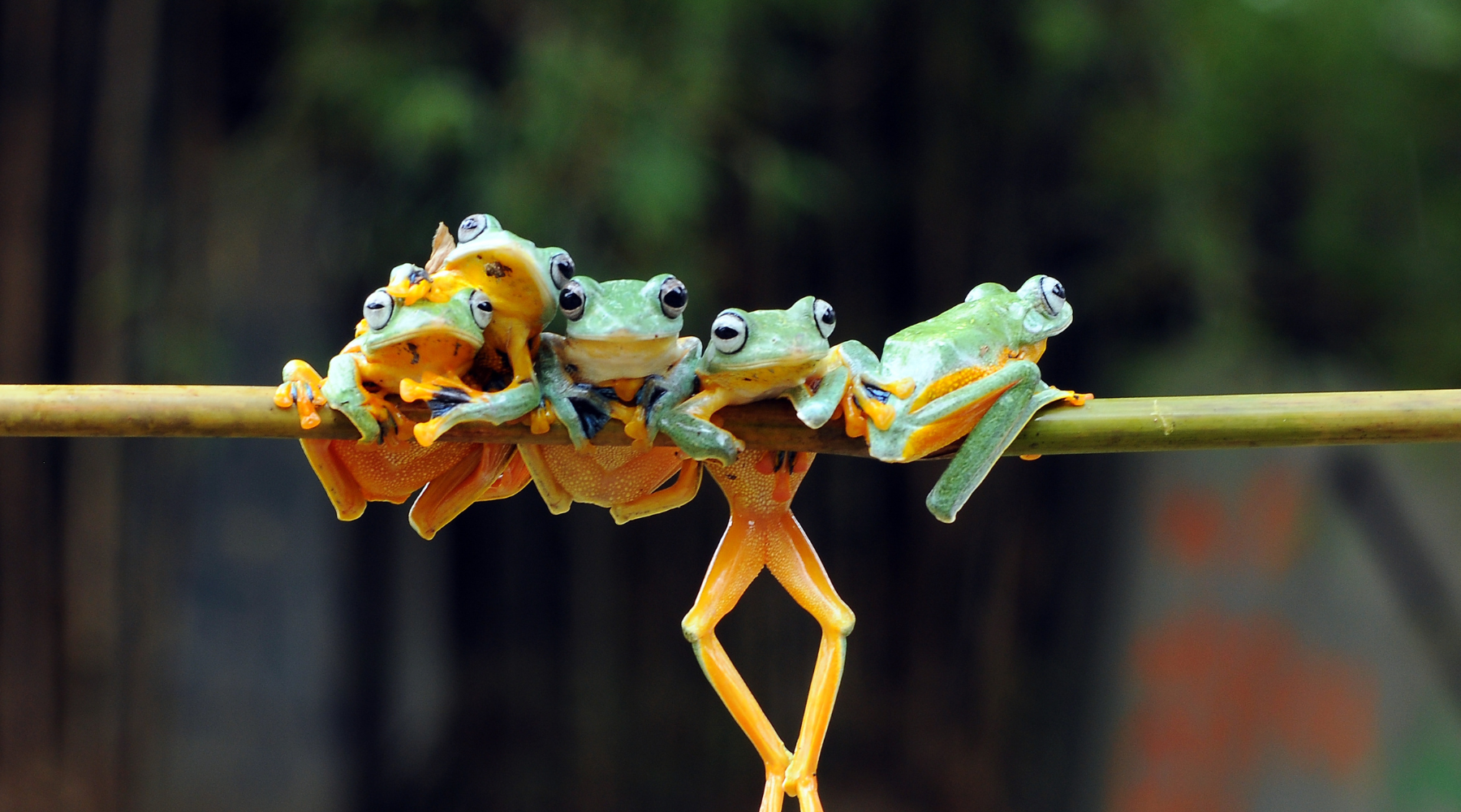 Leap into Nature: Celebrating Frog Jumping Day!