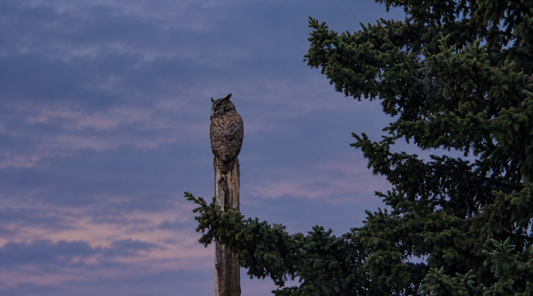 Not So Spooky: The Truth About Bats and Other Nighttime Animals
