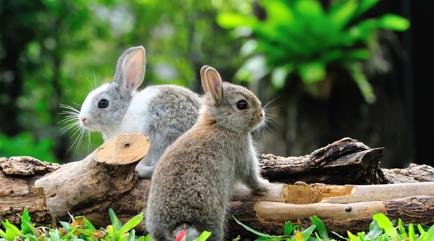 Fun Facts about Rabbits You Didn't Know