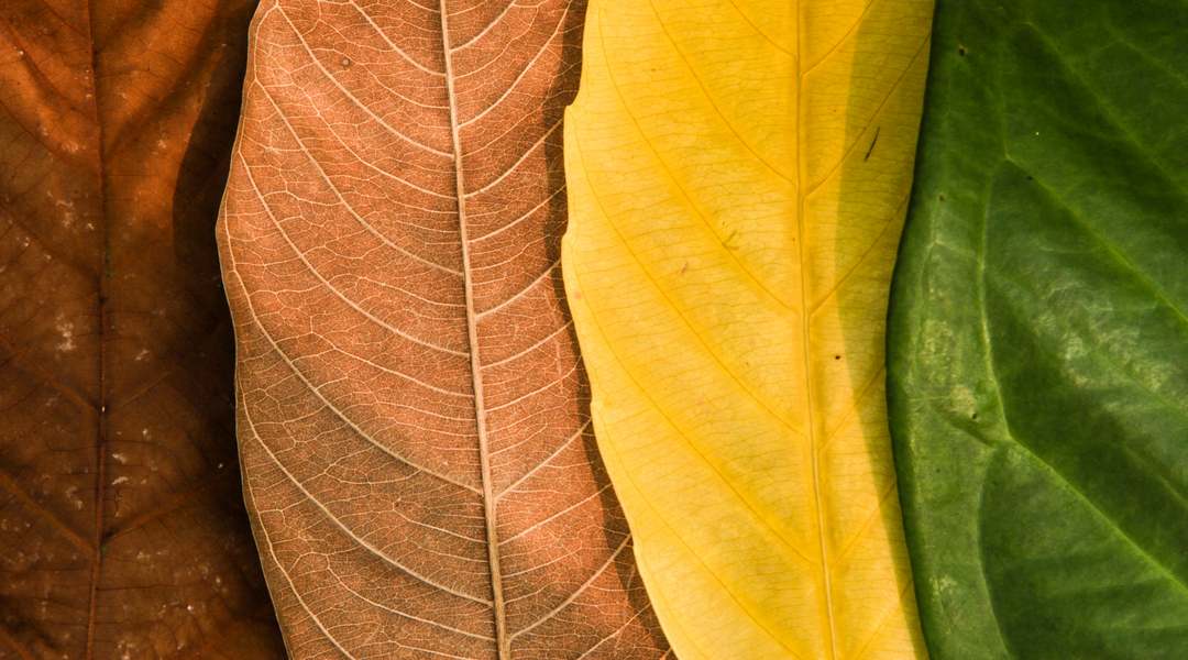 Spring Science: Observing Seasonal Changes in Nature