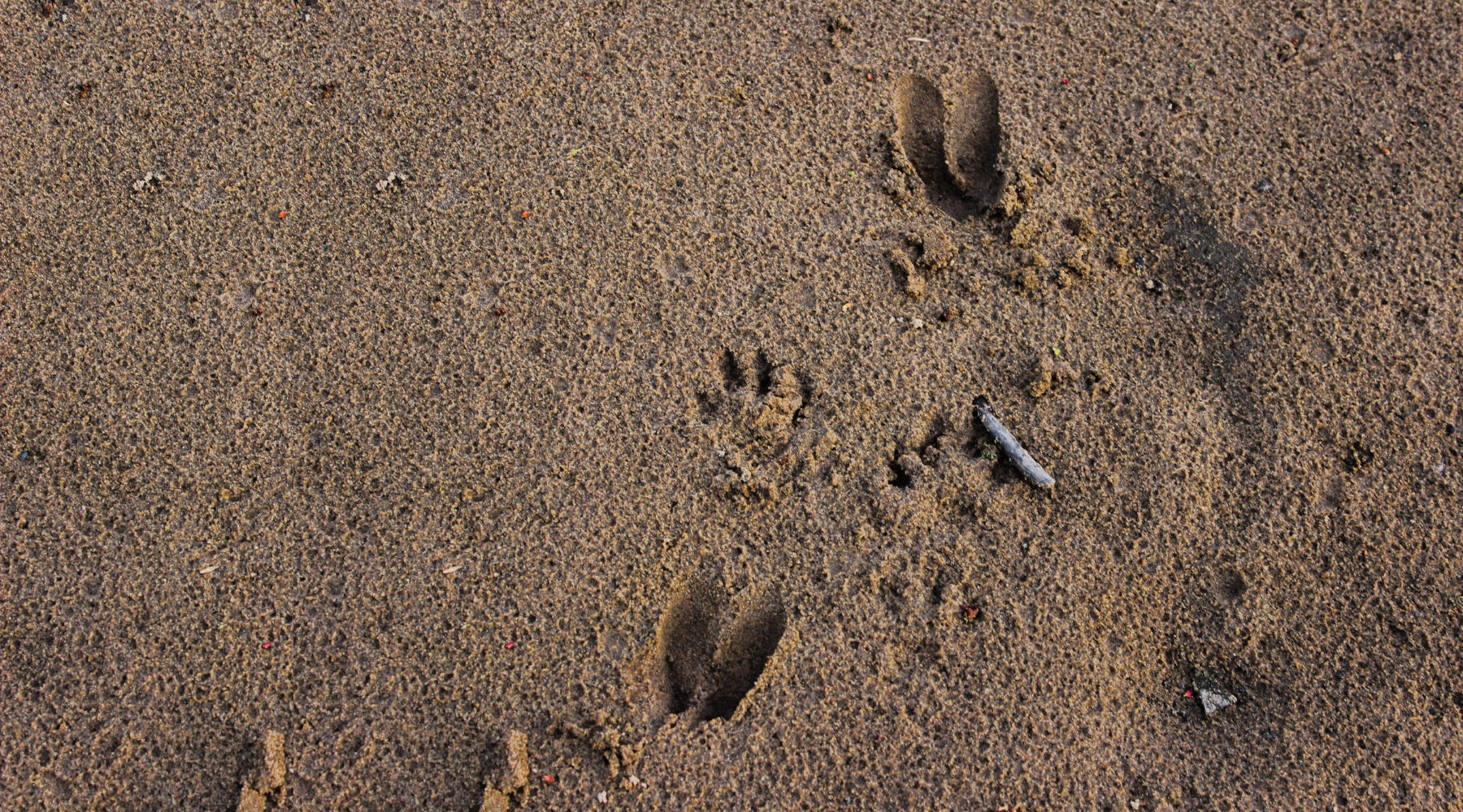 Wildlife Whodunit: Become a Detective of Animal Tracks