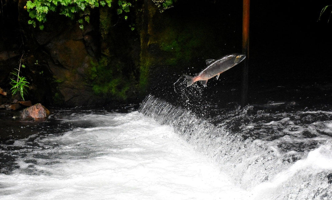 Salmon Run