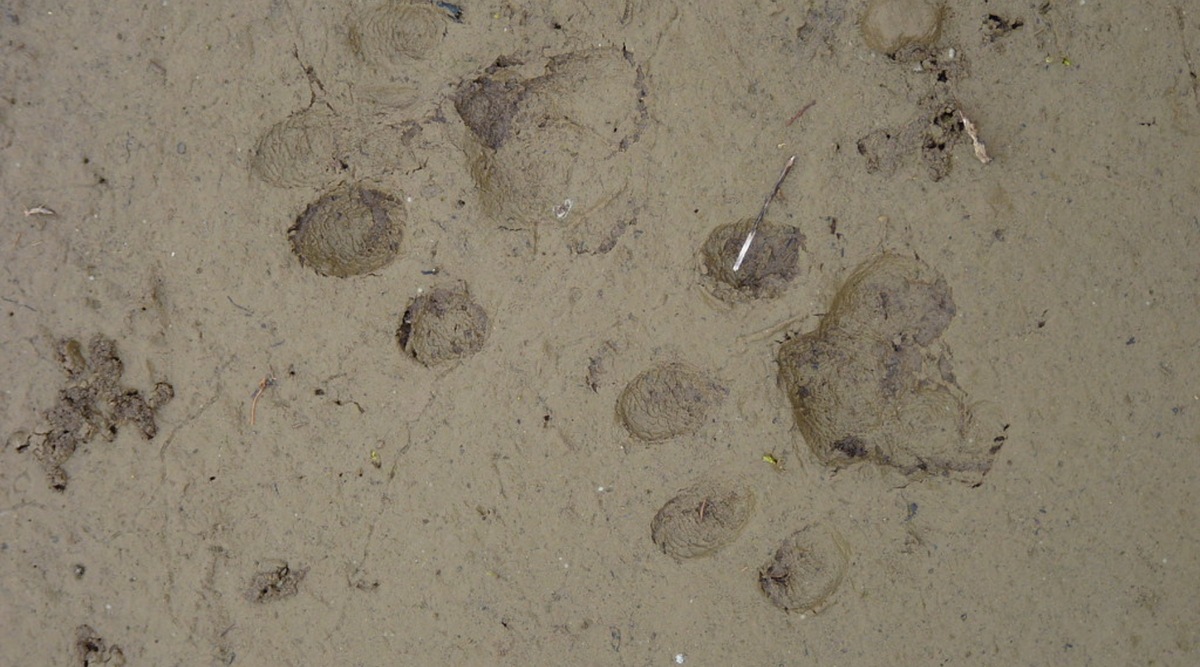 Winter Wildlife Challenge: Track the Tracks!