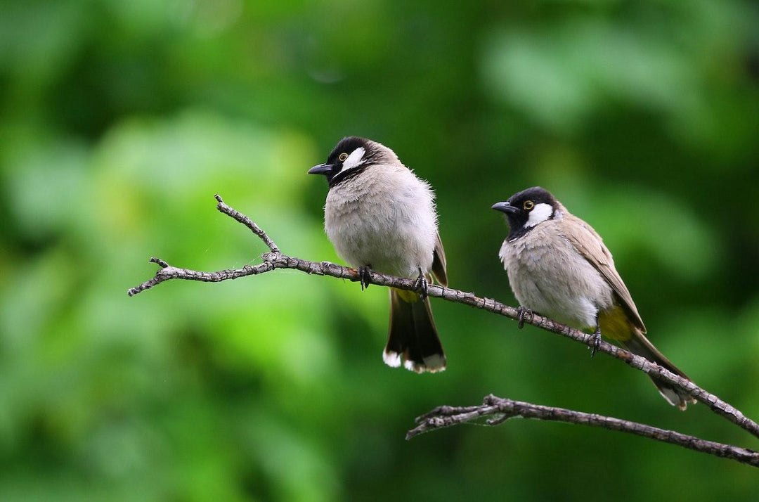 birds on branch