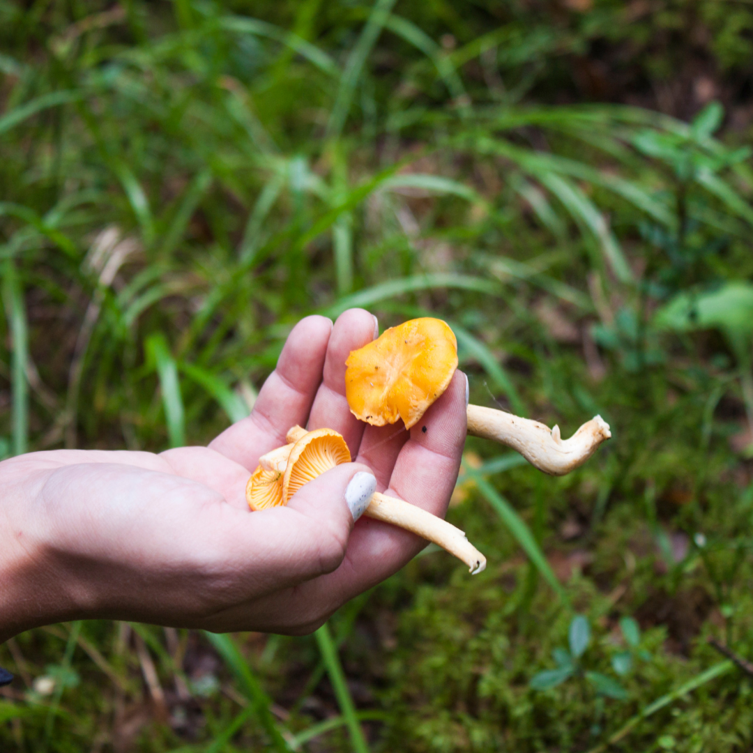 Find New Roots Foraging Bag