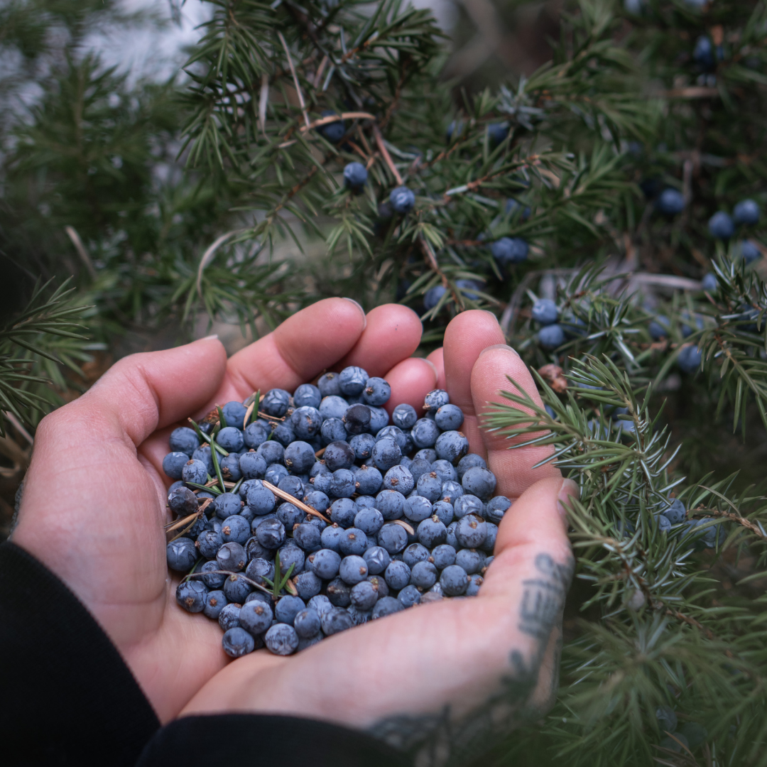 Find New Roots Foraging Bag